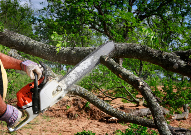 The Steps Involved in Our Tree Care Process in Lawton, OK